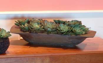 Hen & Chicken Succulents