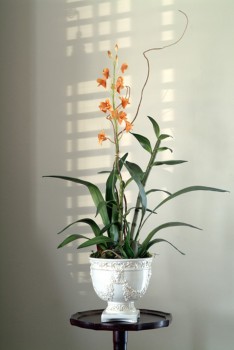 Rust Dendrobium Orchids