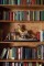 Birch Library Paneling - finished by customer with medium stain