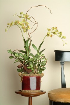 Green Burgundy Orchids