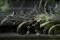 Acanthus leaf and flower